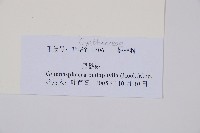 黑桫蕨藏品圖，第2張