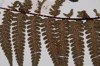 黑桫蕨藏品圖，第3張