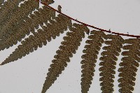 黑桫蕨藏品圖，第4張