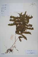 密毛毛蕨藏品圖，第1張