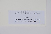 密毛毛蕨藏品圖，第2張