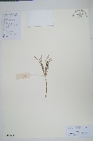 松葉蕨藏品圖，第1張