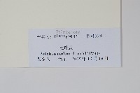 松葉蕨藏品圖，第2張