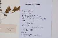 鐵線蕨藏品圖，第2張