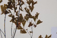 鐵線蕨藏品圖，第3張