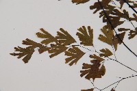 鐵線蕨藏品圖，第4張