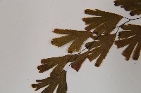 鐵線蕨藏品圖，第5張