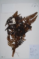 闊鱗鱗毛蕨藏品圖，第1張