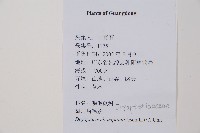 闊鱗鱗毛蕨藏品圖，第2張