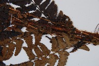 闊鱗鱗毛蕨藏品圖，第3張