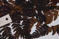 闊鱗鱗毛蕨藏品圖，第4張