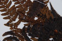 闊鱗鱗毛蕨藏品圖，第5張