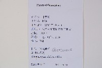 扇葉鐵線蕨藏品圖，第2張