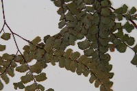 扇葉鐵線蕨藏品圖，第3張