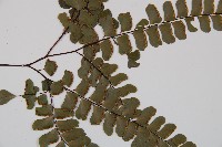 扇葉鐵線蕨藏品圖，第4張