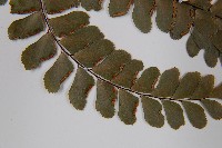 扇葉鐵線蕨藏品圖，第5張