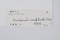 屋久複葉耳蕨藏品圖，第2張