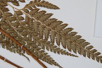 屋久複葉耳蕨藏品圖，第3張