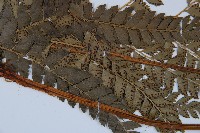 屋久複葉耳蕨藏品圖，第4張