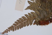 屋久複葉耳蕨藏品圖，第5張