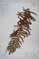 鱗柄毛蕨藏品圖，第1張