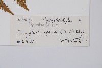 長葉鱗毛蕨藏品圖，第2張