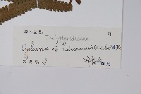 台灣毛蕨、台灣圓腺蕨藏品圖，第2張