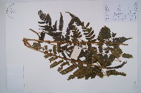 淡綠短腸蕨藏品圖，第1張