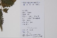 淡綠短腸蕨藏品圖，第2張