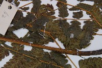 淡綠短腸蕨藏品圖，第3張