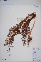 烏蕨藏品圖，第1張