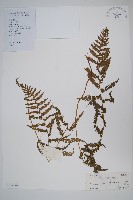 密腺副金星蕨藏品圖，第1張