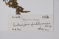 密腺副金星蕨藏品圖，第2張