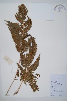 南海鱗毛蕨藏品圖，第1張