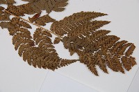 南海鱗毛蕨藏品圖，第3張