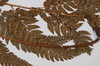 南海鱗毛蕨藏品圖，第4張