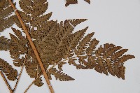 南海鱗毛蕨藏品圖，第5張