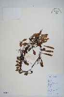 抱石蓮藏品圖，第1張