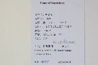 抱石蓮藏品圖，第2張