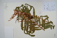 華南紫萁藏品圖，第1張