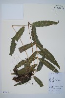 柄葉鱗毛蕨藏品圖，第1張