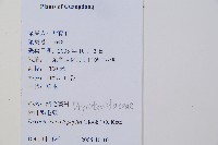 柄葉鱗毛蕨藏品圖，第2張