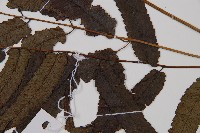 江南短腸蕨藏品圖，第3張