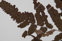 江南短腸蕨藏品圖，第4張