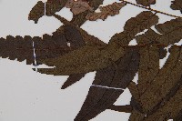 江南短腸蕨藏品圖，第5張