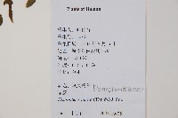 栗蕨藏品圖，第2張