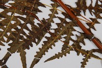 栗蕨藏品圖，第3張