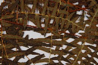 栗蕨藏品圖，第4張