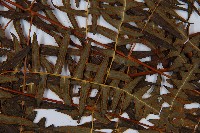 栗蕨藏品圖，第5張