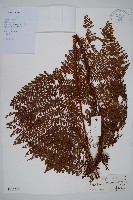 魚鱗蕨藏品圖，第1張